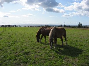 Horses at Bothwell